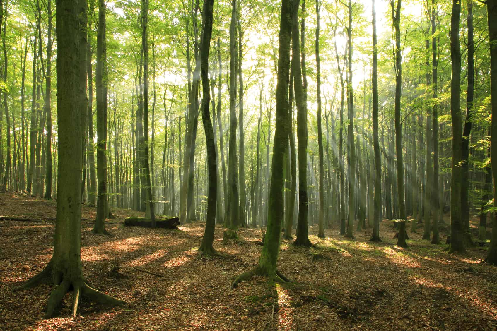 Forest Trees | Renewable Energy Installer
